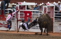 Calgary Stampede-2300